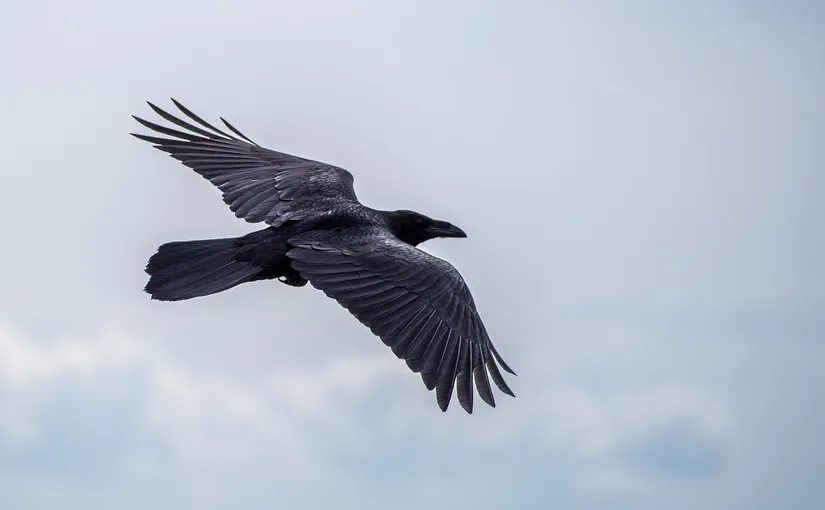 Parabelflug