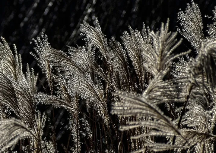 Vision einer Steppe